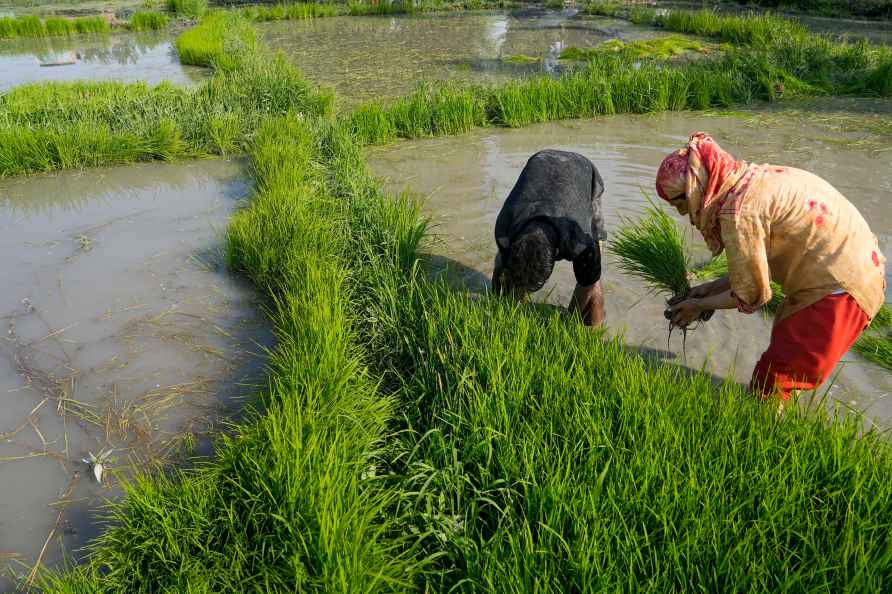 Rice cultivation in Budgam