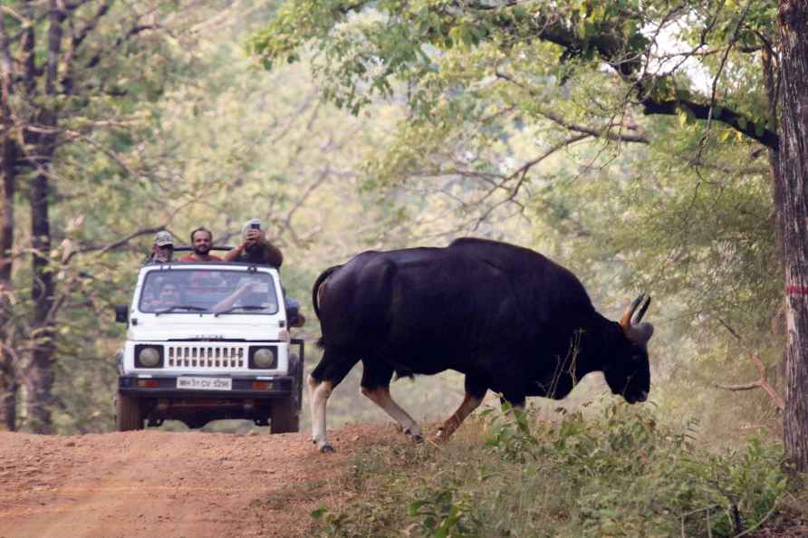 Nagzira Tiger Reserve forest