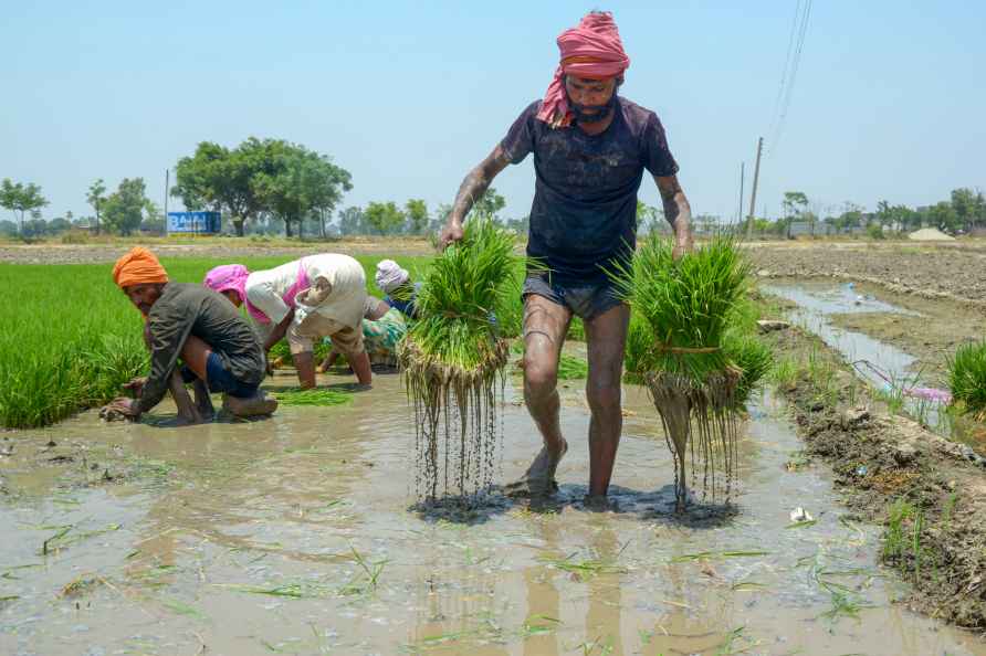 Agriculture: Paddy plantation in Punjab