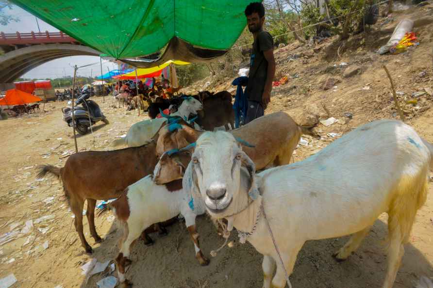 Eid-al-Adha: Goat selling in Lucknow