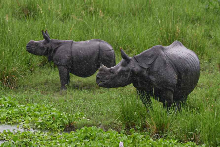 One-horned rhinoceroses in Assam