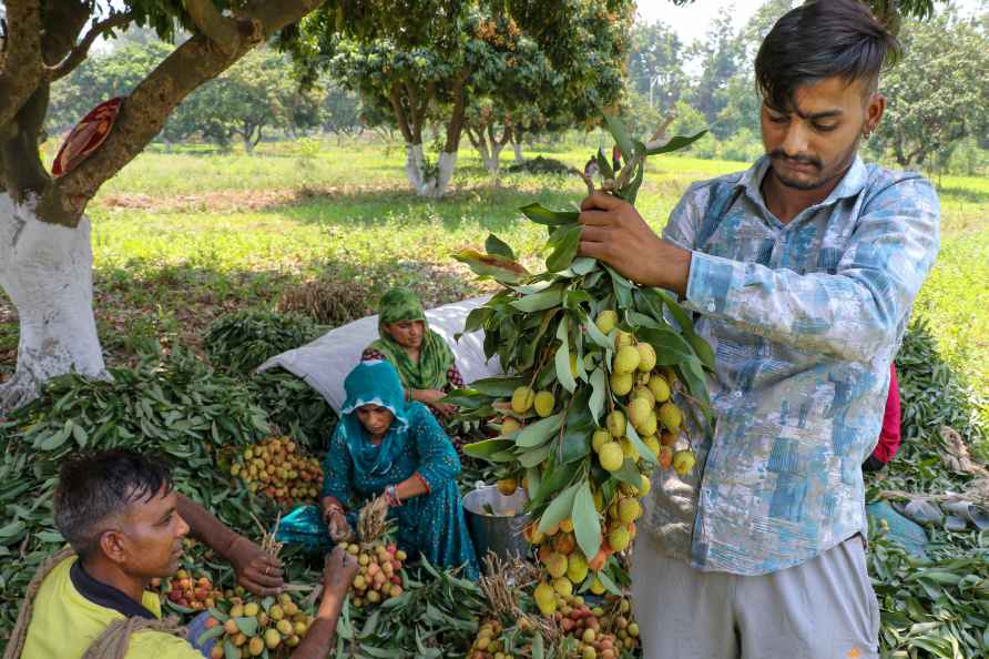 Harvesting of litchi in Jammu