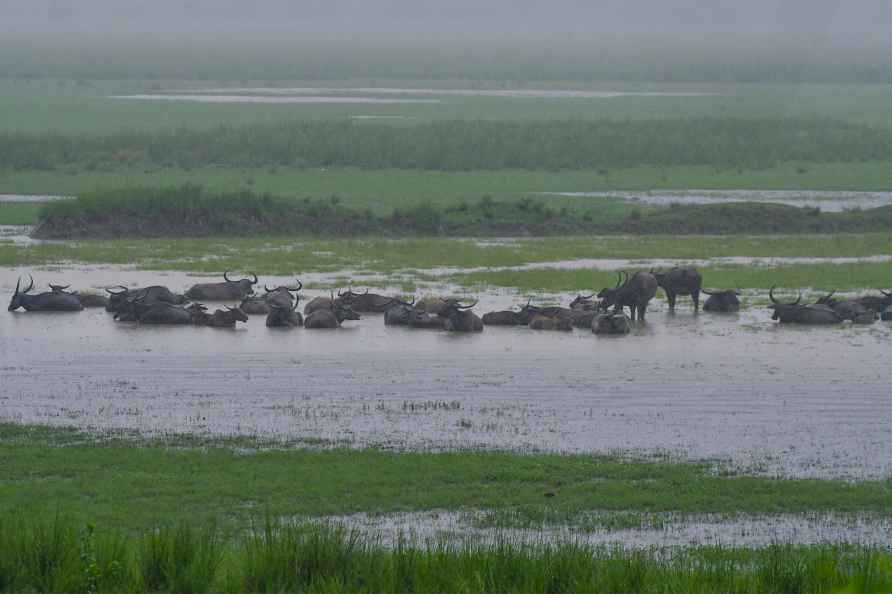 Wild buffalos in Assam