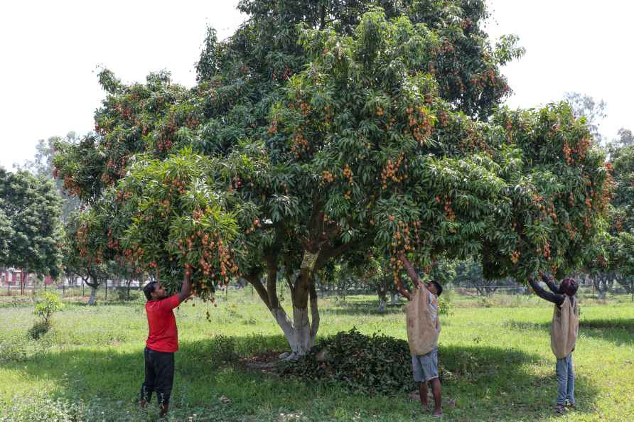 Harvesting of litchis in Jammu