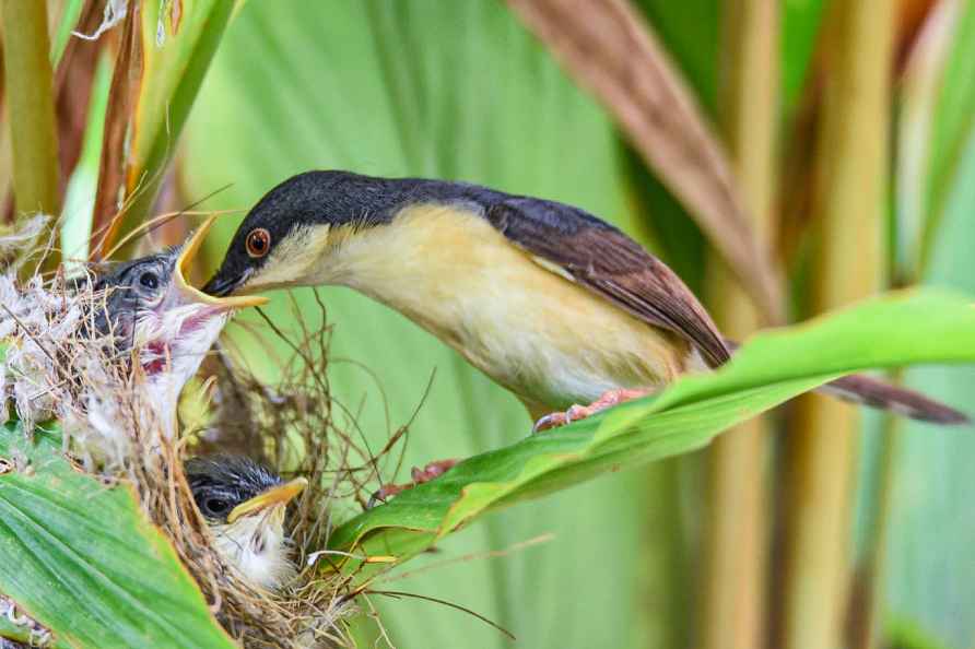 Ashy prinia feeds its babies