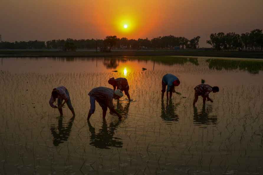 Agriculture: Farming in Amritsar