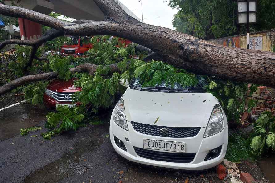 Weather: Tree fell due to heavy rains