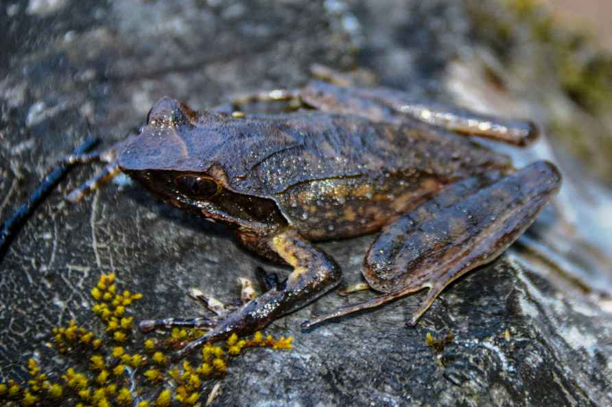 New species of horned frog discovered