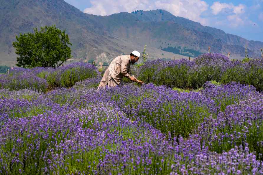 Anantnag: An employee of Department of Agriculture harvests lavender...