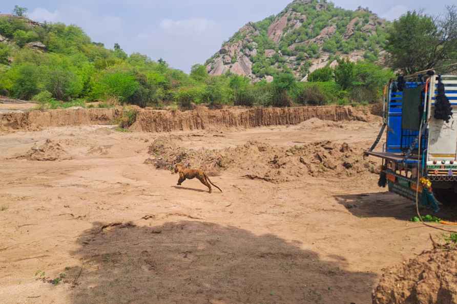 Rescued leopard released