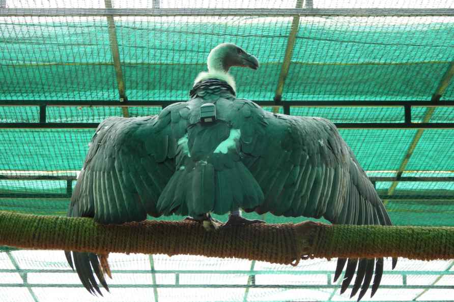 White-rumped vultures tagged in TATR