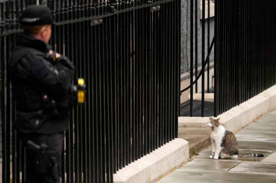 Larry the Cat, Britain's mouse-catcher