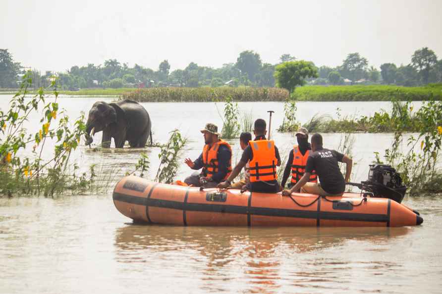 Wild elephant being chased away