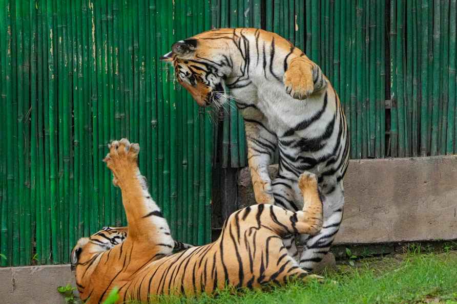 Standalone: Tigers at Delhi Zoo