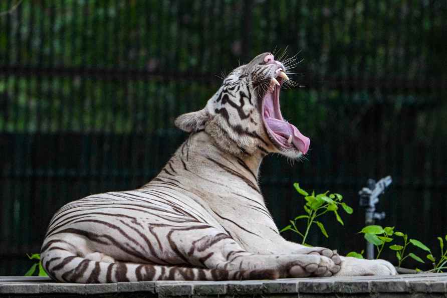 Standalone: Tiger at Delhi Zoo