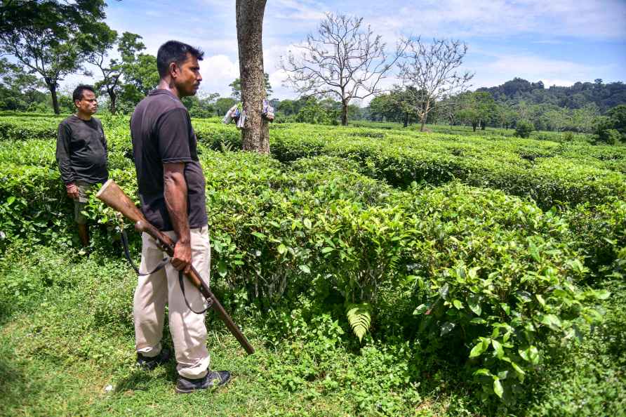 Tigers spotted at Kaliabor Tea Estate