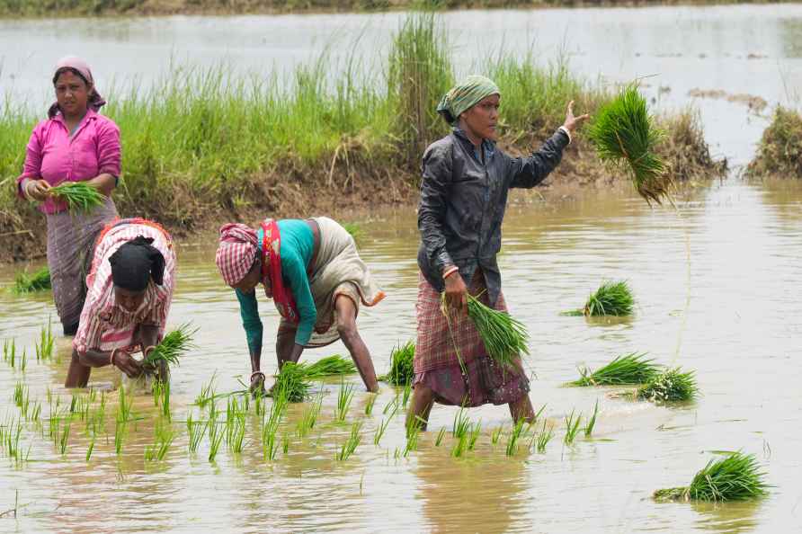 Agriculture: Paddy cultivation