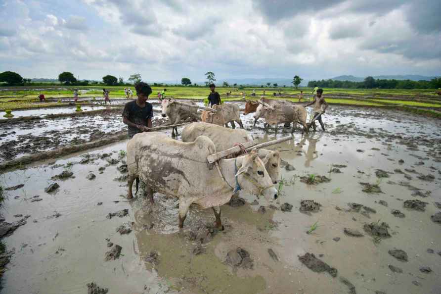 Nagaon: Farmers plough a field for paddy plantation, in Nagaon distrct...