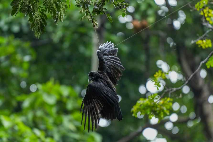 Crow entangled in 'Chinese manjha'