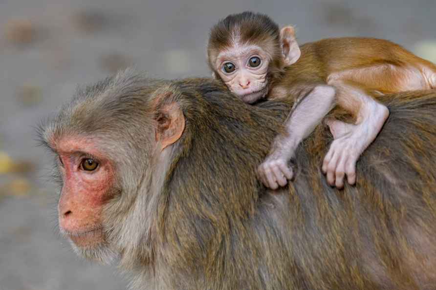 Standalone: Mother monkey with infant