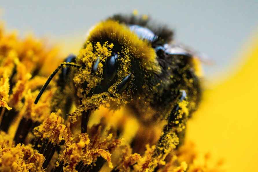 A bumblebee collects pollen in a sunflower