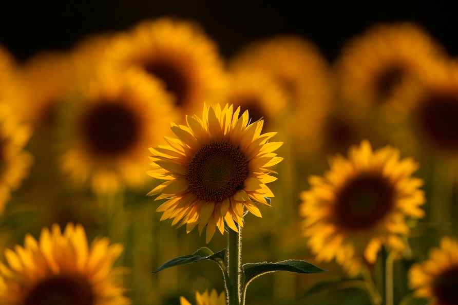 Sunflowers are seen in a field