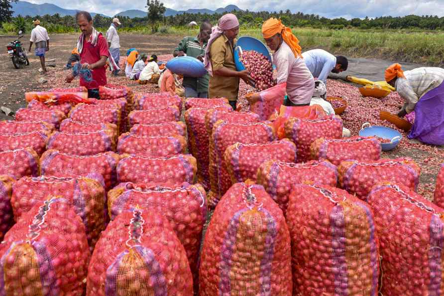 Labourers pack onions in Chikmagalur