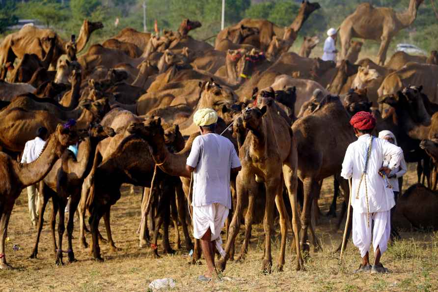 Pushkar Camel Fair 2024