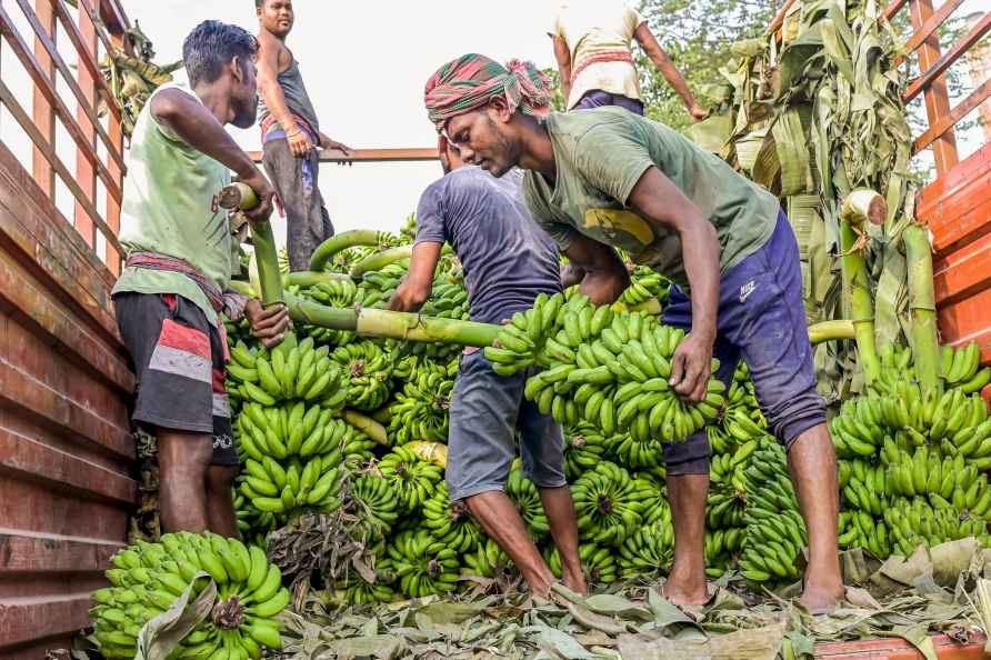 Bananas for Chhath Puja