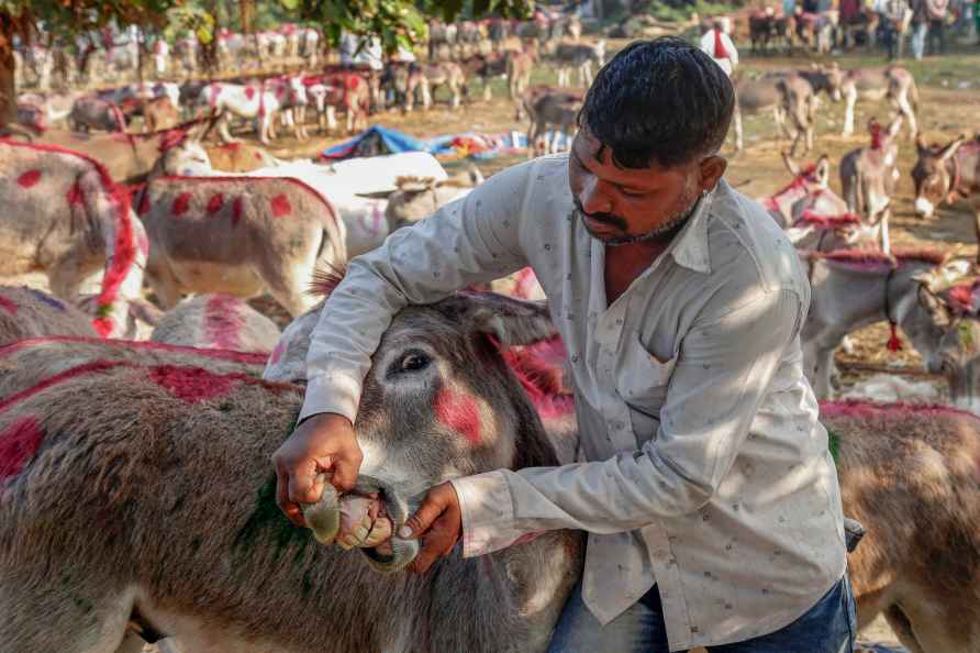 Donkey Fair in Gujarat