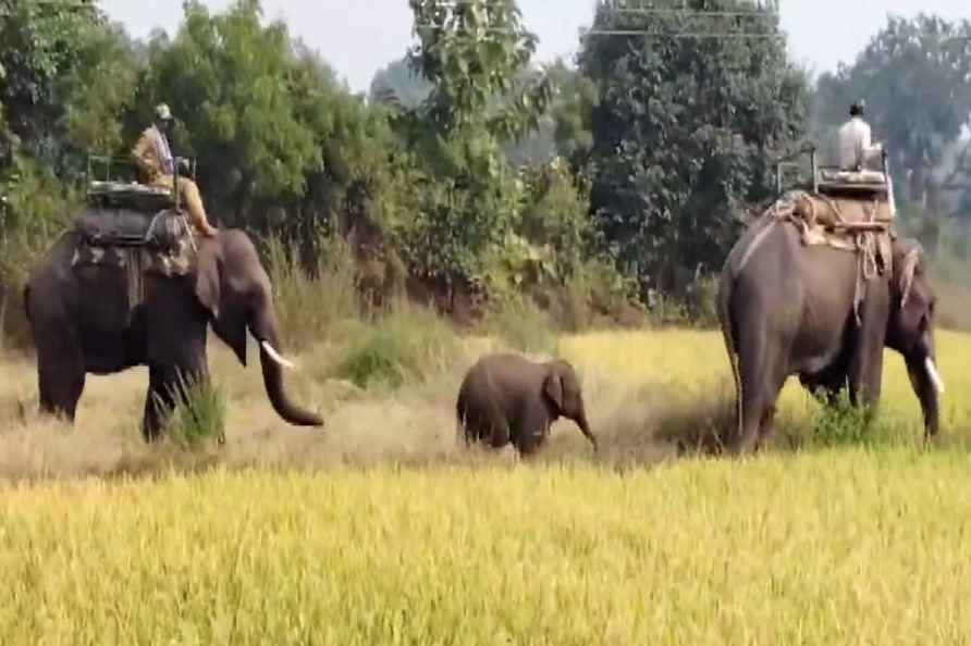 Elephant calf rescued from MP's Umaria