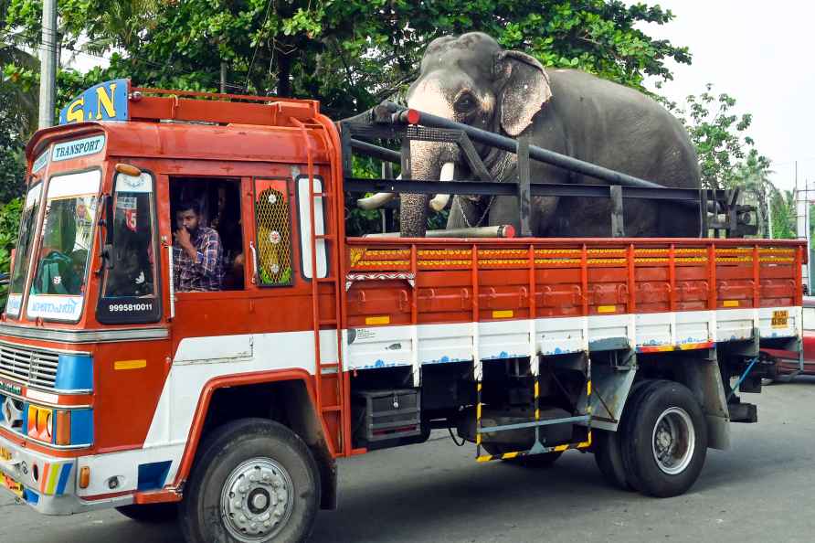 Standalone: Elephant for religious processions