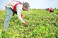 Maharashtra Kharif sowing hits 59 pc after July rain revival, lags behind last year’s 82 pc